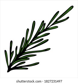 pine twig, conifer, doodle style vector element, decorative element