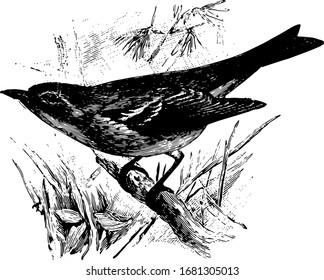 Pine Warbler ist etwa 6 iches lang, Vintage Linie Zeichnung oder Gravitation Illustration.