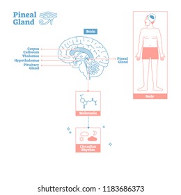 Pineal Gland of Endocrine System.Medical science vector illustration diagram.Biological scheme with brain cross section and melatonin chemical circadian rhythm body function.Labeled infographic poster