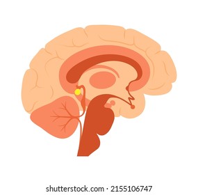 Pineal gland and epithalamus anatomy in the human brain. Endocrine system. Production of melatonin, serotonin derived hormone. Neuroendocrine secretory circumventricular organ flat vector illustration