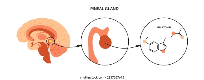 Pineal gland and epithalamus anatomy in the human brain. Production of melatonin, serotonin derived hormone. Endocrine system. Neuroendocrine secretory circumventricular organ flat vector illustration