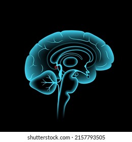 Pineal gland and epithalamus anatomy in the human brain. Endocrine system. Production of melatonin, serotonin derived hormone. Neuroendocrine secretory circumventricular organ 3D vector illustration