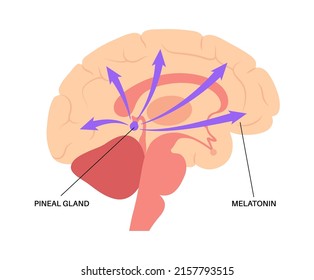 Pineal gland and epithalamus anatomy in the human brain. Production of melatonin, serotonin derived hormone. Endocrine system. Neuroendocrine secretory circumventricular organ flat vector illustration