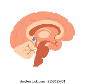 Pineal gland and epithalamus anatomy in the human brain. Endocrine system. Production of melatonin, serotonin derived hormone. Neuroendocrine secretory circumventricular organ flat vector illustration