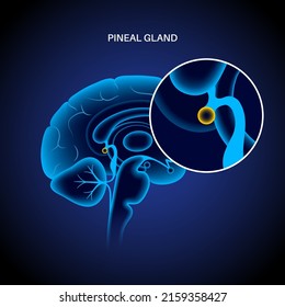 Pineal gland and epithalamus anatomy in the human brain. Endocrine system. Production of melatonin, serotonin derived hormone. Neuroendocrine secretory circumventricular organ 3D vector illustration