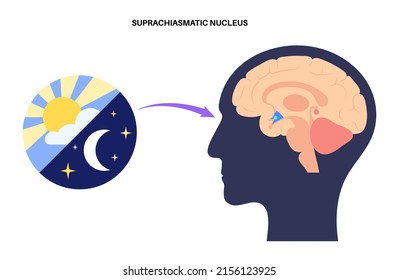 Pineal gland and suprachiasmatic nucleus anatomy in the human brain. Endocrine system and hypothalamus anatomical poster. Production of melatonin, serotonin derived hormone flat vector illustration