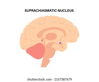 Pineal gland and suprachiasmatic nucleus anatomy in the human brain. Endocrine system and hypothalamus anatomical poster. Production of melatonin, serotonin derived hormone flat vector illustration
