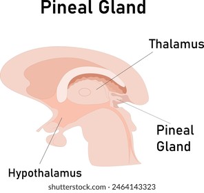 Pineal Gland Vector Art Free Download