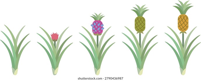 Pineapple (Ananas comosus) growth