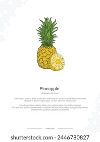 Piña - Ananas comosus ilustración decoración de pared ideas o cartel. Piña dibujada a mano aislada sobre fondo blanco