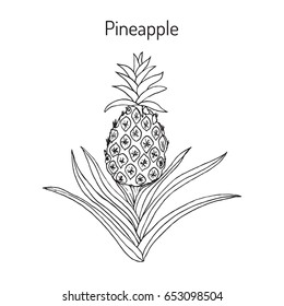 Pineapple (Ananas comosus), tropical plant. Hand drawn botanical vector illustration
