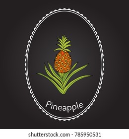 Pineapple (Ananas comosus), tropical plant. Hand drawn botanical vector illustration
