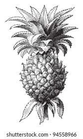 Pineapple (Ananas comosus) / vintage illustration from Meyers Konversations-Lexikon 1897