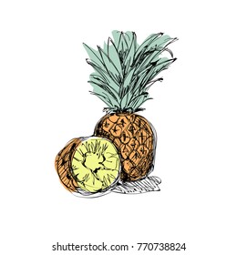 Pineapple, or Ananas isolated on white background, organic fruit, Vector illustration
