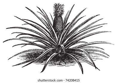 Pineapple, ananassa sativa or ananas comosus old vintage engraving. Full pineapple plant with stems, in vector, engraved illustration.