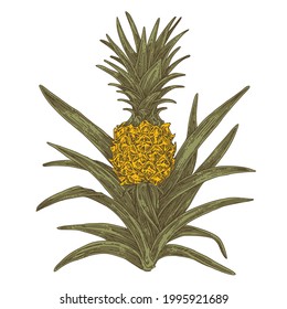 Pineapple bush. Color. Engraving style. Vector illustration.