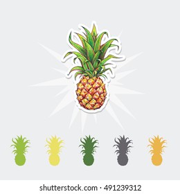 Pineapple color vector illustration. Tropical fruit set.