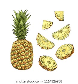Pineapple colored sketch set of slices. Cut tropical fruits design elements. Hand drawn vector illustration.