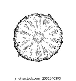 Pineapple cross-section. Ink sketch of fruit. Hand drawn vector illustration. Retro style.