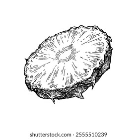 Pineapple cross-section. Ink sketch of fruit. Hand drawn vector illustration. Retro style.