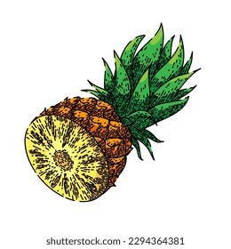 pineapple cut hand drawn. fruit leaf, fresh ripe, ananas sweet, vector piece, green tropical pineapple cut vector sketch. isolated color illustration