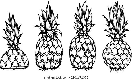 Pineapple and pineapple cut for a poster or tutorial. One color. Wall Graphics. Picture with fruit. Botanical drawing. 