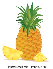 Pineapple and cut slices isolated on white background in vector illustration