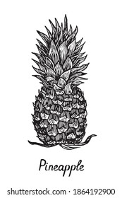 Pineapple, doodle drawing with inscription, woodcut style