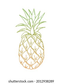 Pineapple doodling, ananas, color orang green gradient contour hand drawing, on a white background, isolated.