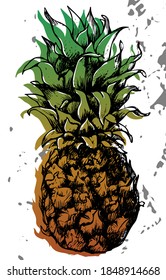 Pineapple drawing. Black outline and color. For any use. Manual sketch