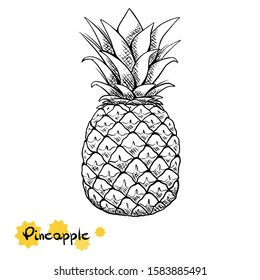 Pineapple drawing isolated on white background
