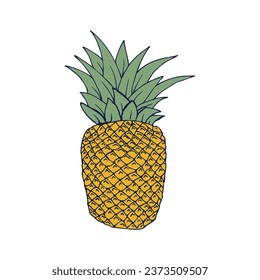 Pineapple drawing. Line art. Vector illustration