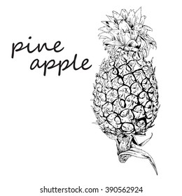 pineapple drawing.vecter  illustration.