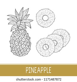 Pineapple. Exotic fruit. Sketch. White background.