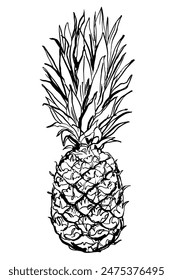Pineapple Food vector sketch in ink. Food illustrations.