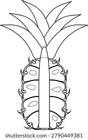 Pineapple fruit anatomy cross