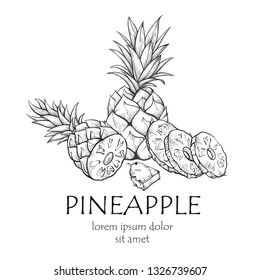 Pineapple fruit banner, sketch with copy space. Large juicy tropical fruit sketch. Vector line art illustration on white background