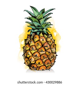 Pineapple fruit in color. Vector illustration.