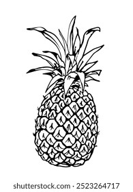 Pineapple fruit in doodle style vector outline drawing isolated on white background