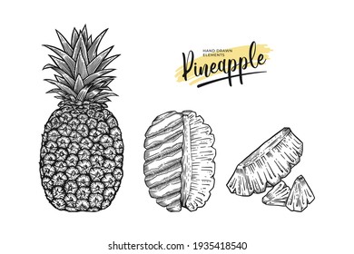pineapple fruit hand drawn illustration set