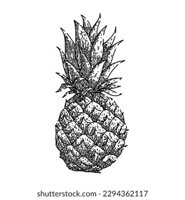 pineapple fruit hand drawn. leaf fresh, ripe ananas, cut sweet, vector piece, green tropical pineapple fruit vector sketch. isolated black illustration