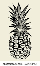 Pineapple fruit. Hand drawn vector sketch on beige