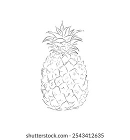 pineapple fruit sketch image with white background