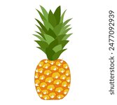 pineapple fruit vector. pineapple fruit vector collection. pineapple fruit illustration in flat style. fresh summer fruit.
