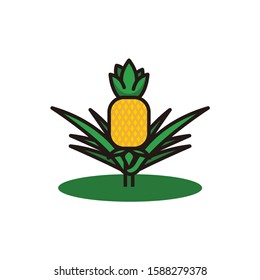 pineapple fruit vector illustration with green leaves, pineapple plantation