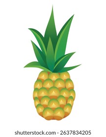 Pineapple fruit vector illustration isolated 