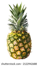 Pineapple fruit vector illustration on white back