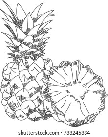pineapple, fruit, vector image of pineapple, vector illustration, line drawing