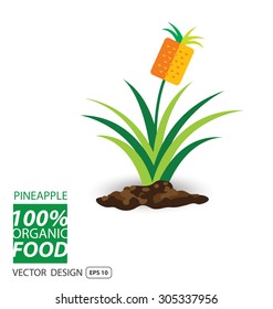 Pineapple, fruits vector illustration.