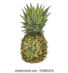Pineapple. Full color realistic sketch vector illustration. Hand drawn painted illustration.